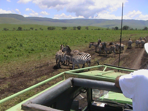 Zebras, Ngoronogoro Crater, Tanzania