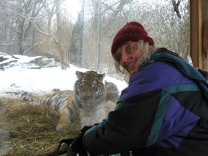 Amur Tiger Pittsburgh Zoo & Aquarium