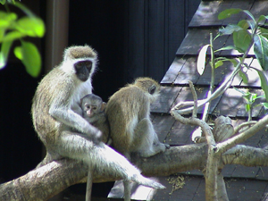 Monkey Family Kenya