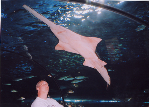 Sawfish at Ripleys