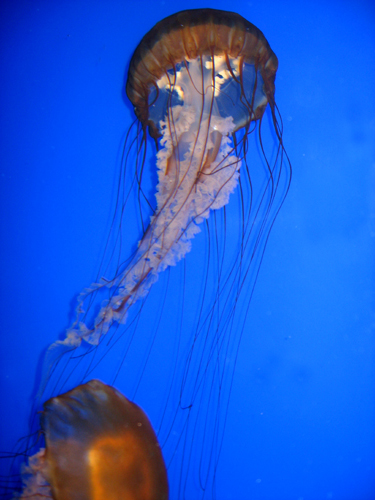 New England Aquarium Jelly Fish
